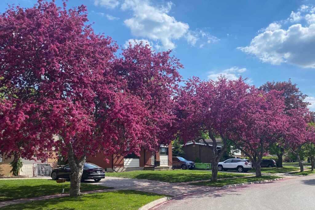 The Reitzels - Why Families Choose Waterloo for the Long Haul